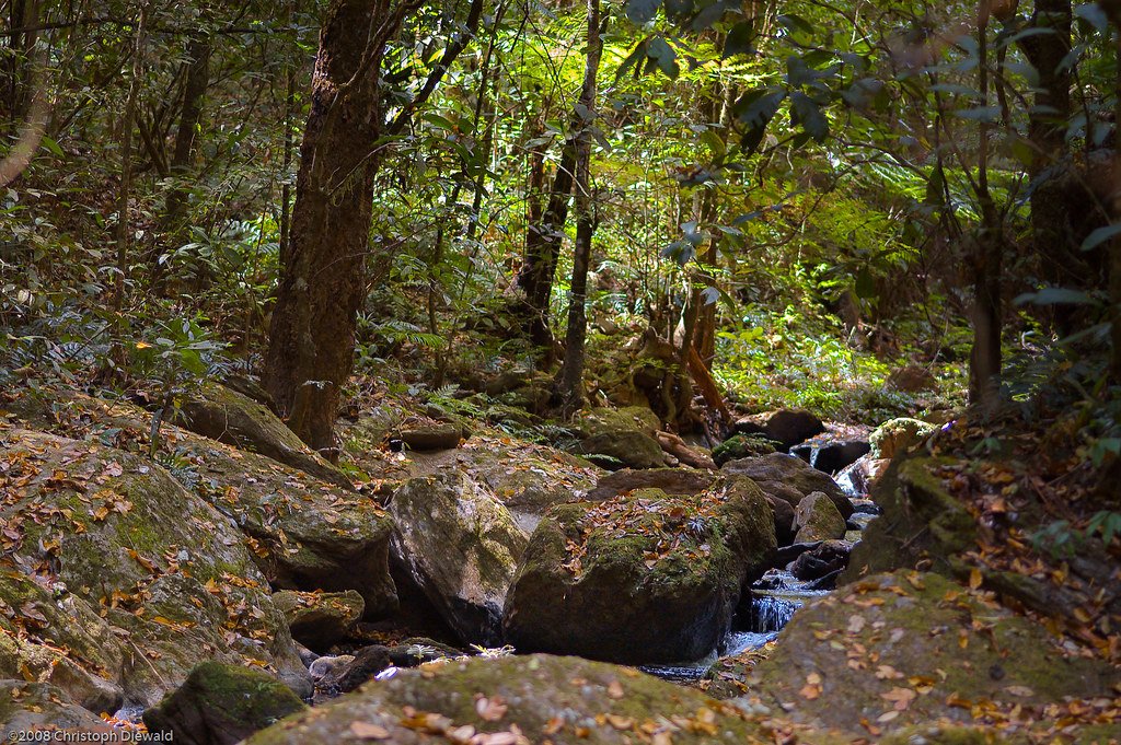 Importancia de los bosques ribereños para la biodiversidad
