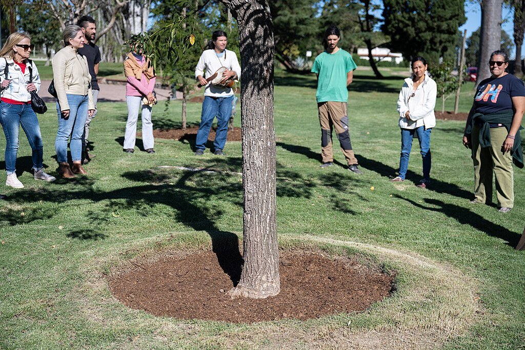 personas viendo arbol