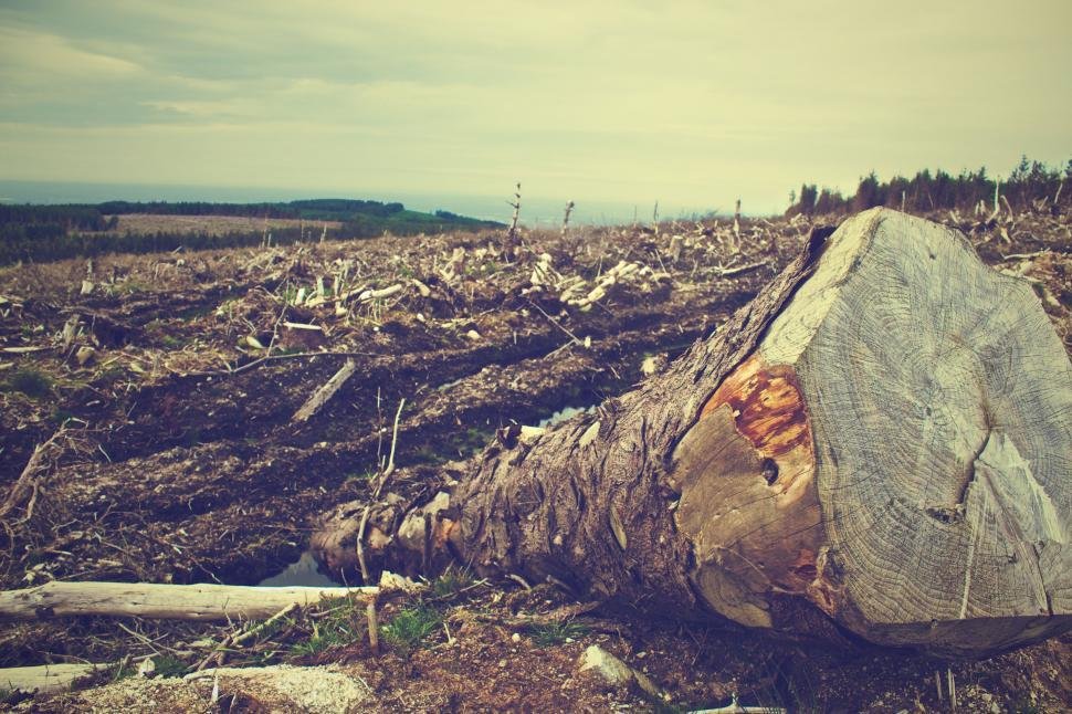 Deforested landscape with a single felled log