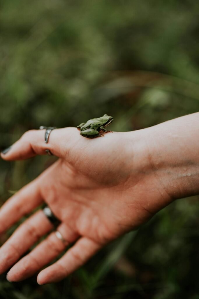 Rana en la mano de una persona