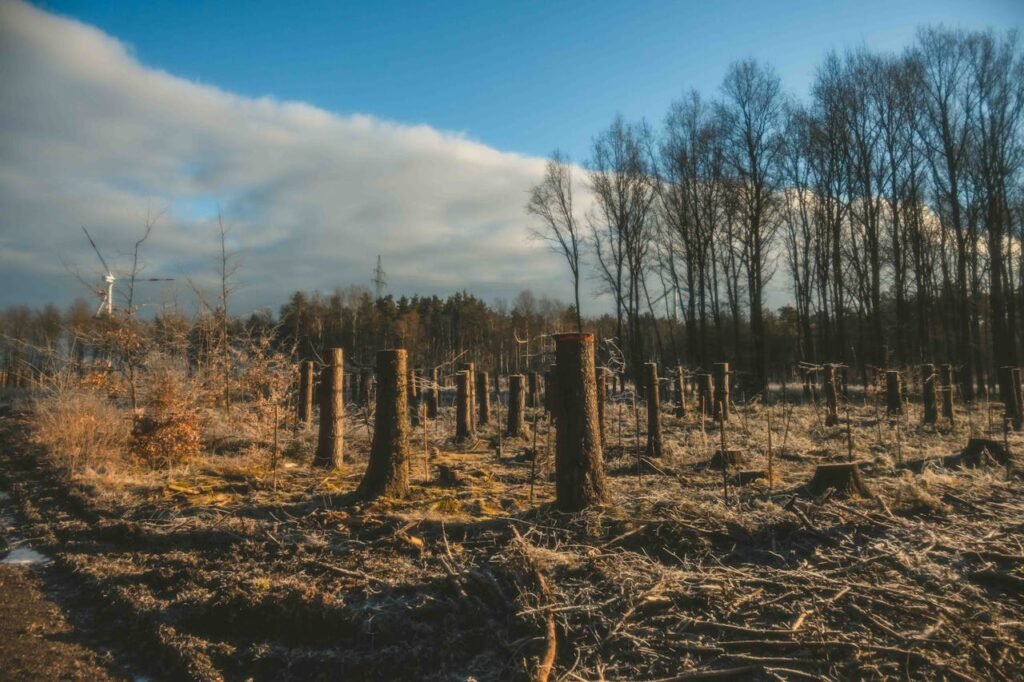 Deforested Winter Landscape with Tree Stumps