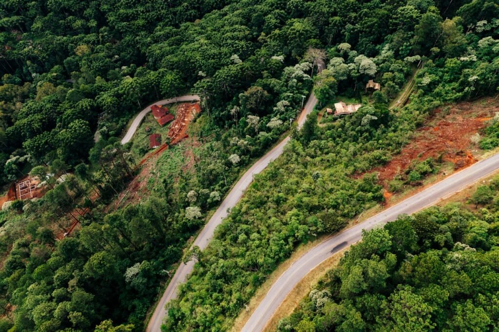 Empty asphalt roads in green forest