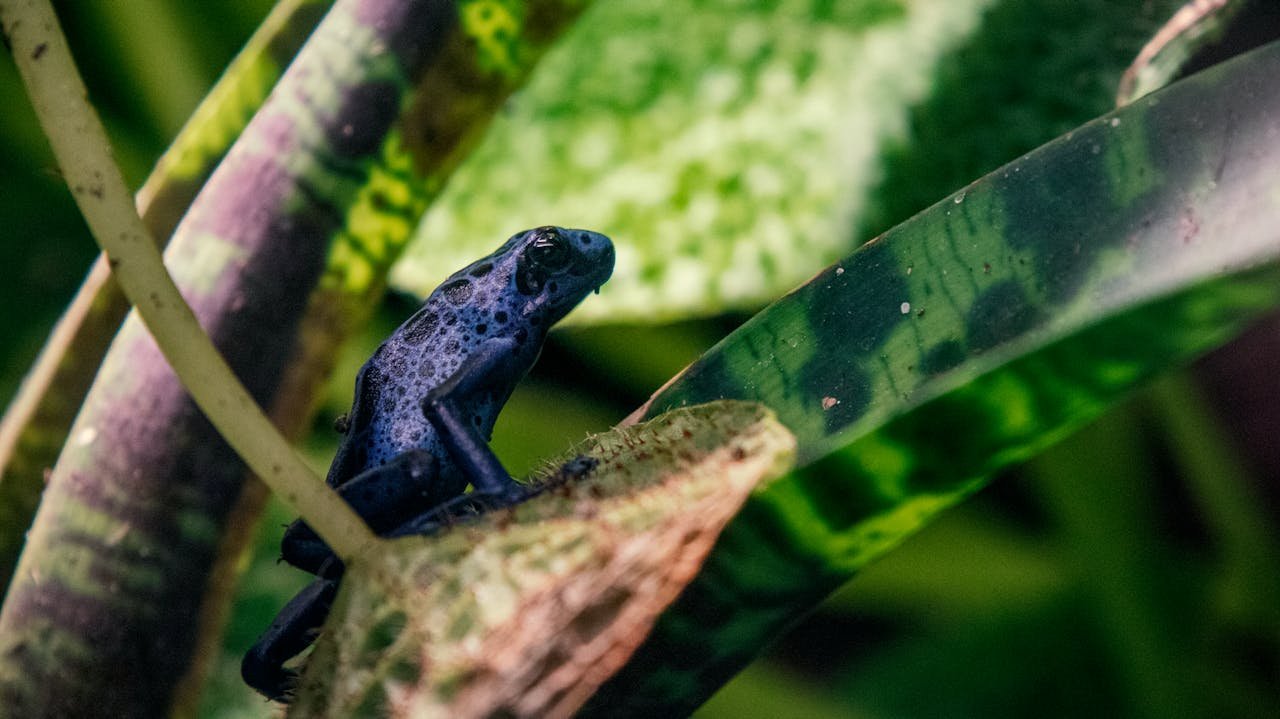 Conservación de anfibios neotropicales en riesgo